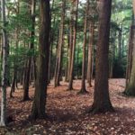 Trees at Winter Green Gorge